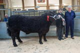 Champion Galloway at Dumfries Christmas Show from Messrs Paterson Low Three Mark weighing 670kg and sold for 230p-kg-4